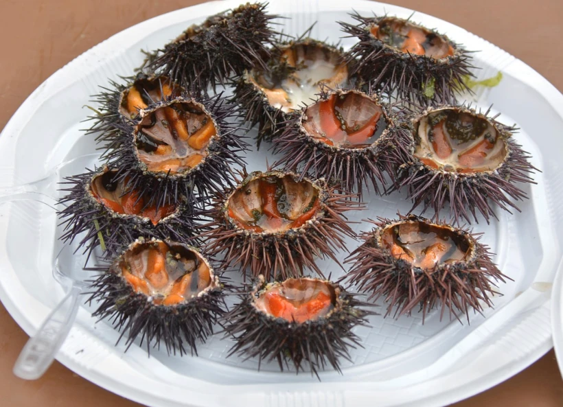 7월 제철 해산물 성게