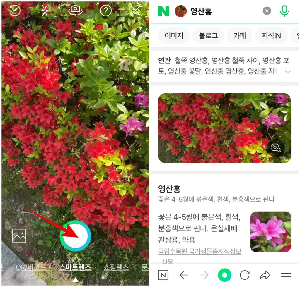 네이버 렌즈 사진으로 식물 이름 찾기 검색 어플 결과 화면