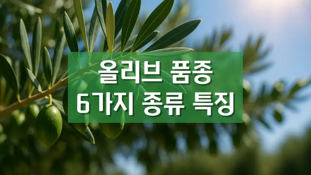 올리브 품종 오일 종류 특징 맛 향